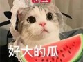 娱乐吃瓜君网红虐猫,娱乐吃瓜君引发社会热议