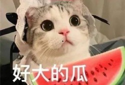 娱乐吃瓜君网红虐猫,娱乐吃瓜君引发社会热议