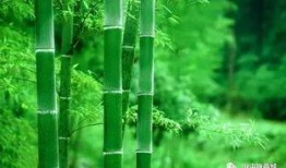 原神白竹子爆料视频,白竹子爆料揭秘，神秘角色与剧情新动向