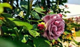 在线观看 花,一场穿越时空的视觉盛宴