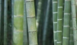 原神白竹子爆料视频,白竹子爆料揭秘，神秘角色与剧情新动向