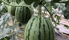 阳江网红吃瓜,揭秘幕后故事与热门话题