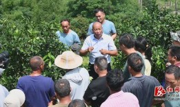农民爆料桂林新闻,揭露乡村发展背后真相