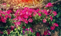 在线观看 花,一场穿越时空的视觉盛宴