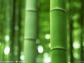 原神白竹子爆料视频,白竹子爆料揭秘，神秘角色与剧情新动向