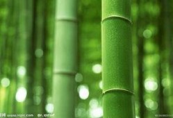 原神白竹子爆料视频,白竹子爆料揭秘，神秘角色与剧情新动向