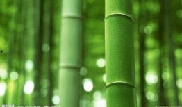 原神白竹子爆料视频,白竹子爆料揭秘，神秘角色与剧情新动向