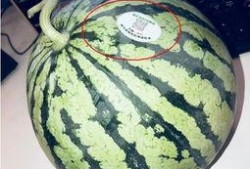 阳江网红吃瓜,揭秘幕后故事与热门话题