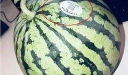 阳江网红吃瓜,揭秘幕后故事与热门话题