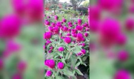 在线观看 花,一场穿越时空的视觉盛宴