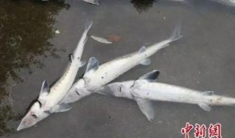 梭边鱼养殖爆料视频大全,视频大全带你探秘高效养殖之道